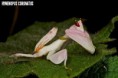 /album/fotogalerie-mantis-from-habitat2/hymenopus-coronatus-3-jpg/